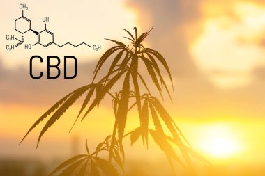 Cbd kenevir özü bulunmaktadır. Cannabidiol Formülü. t'de kullanım kavramı