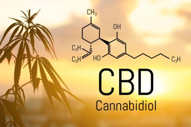 Cbd kenevir özü bulunmaktadır. Cannabidiol Formülü. t'de kullanım kavramı