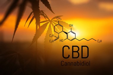 Cbd kenevir özü bulunmaktadır. Cannabidiol Formülü. t'de kullanım kavramı