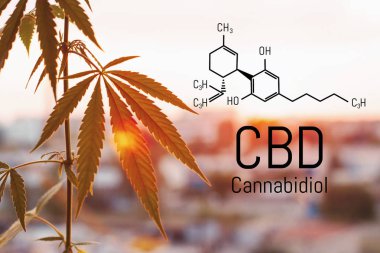 Cbd kenevir özü bulunmaktadır. Cannabidiol Formülü. t'de kullanım kavramı