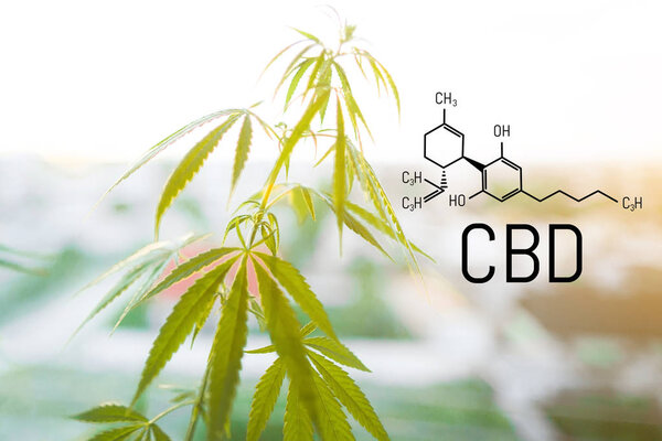 КБР в экстракте конопли. Формула каннабидола. Концепция использования в т
