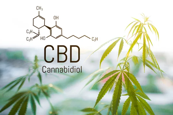 Cbd ist in Hanfextrakt enthalten. Cannabidiol-Formel. Nutzungskonzept in t — Stockfoto