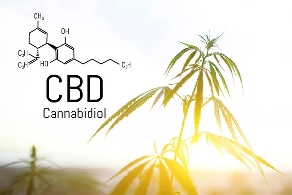 El CBD está en extracto de cáñamo. Fórmula Cannabidiol. Concepto de uso en t —  Fotos de Stock