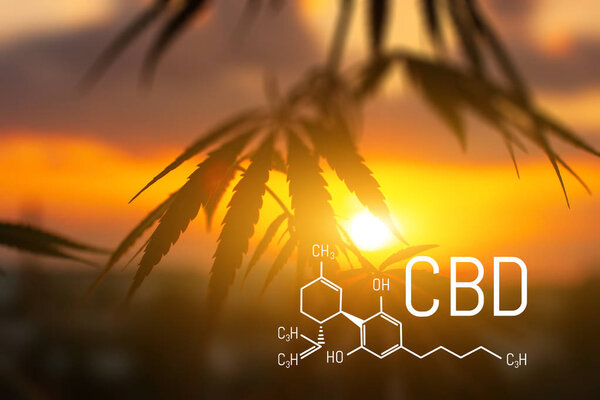 CBD is in hemp extract. Cannabidiol Formula. Concept of use in t