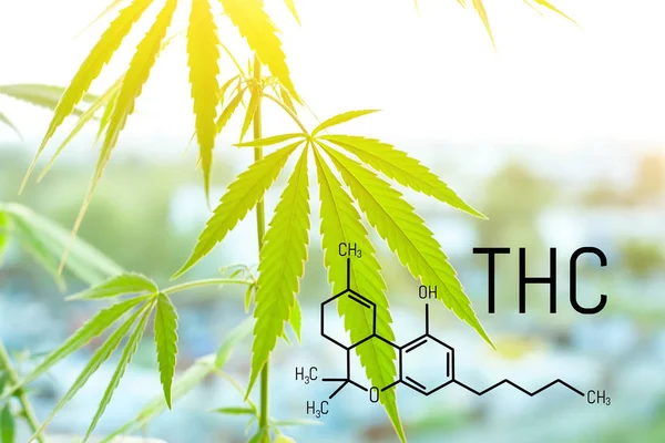 Zalegalizowane marihuany z wysokim poziomem THC do użytku medycznego, EN — Zdjęcie stockowe