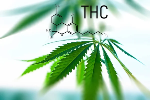 Legalisiertes Marihuana mit hohem THC-Gehalt für medizinische Zwecke — Stockfoto