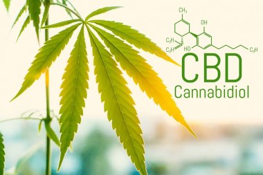 Evrensel bir çare olarak esrar kavramı, ilaç Cbd yağı. 