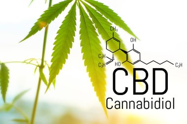 Evrensel bir çare olarak esrar kavramı, ilaç Cbd yağı. 