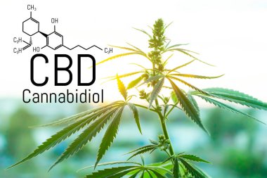 Evrensel bir çare olarak esrar kavramı, ilaç Cbd yağı. 