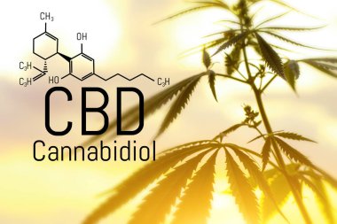 Evrensel bir çare olarak esrar kavramı, ilaç Cbd yağı. 