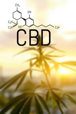 Evrensel bir çare olarak esrar kavramı, ilaç Cbd yağı. 