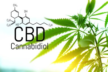 Evrensel bir çare olarak esrar kavramı, ilaç Cbd yağı. 