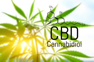 Evrensel bir çare olarak esrar kavramı, ilaç Cbd yağı. 