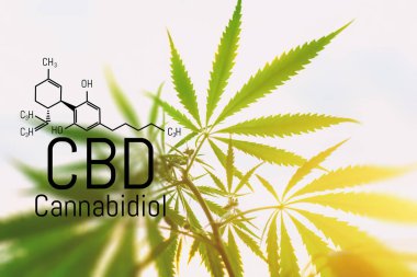 Evrensel bir çare olarak esrar kavramı, ilaç Cbd yağı. 