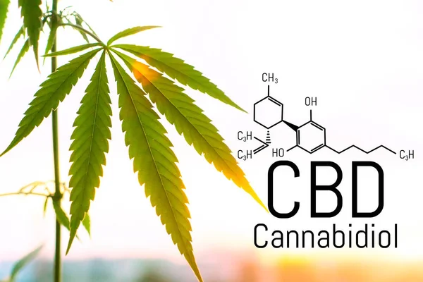 Pojem Cannabis jako univerzální lék, farmaceutický CBD Oil. — Stock fotografie