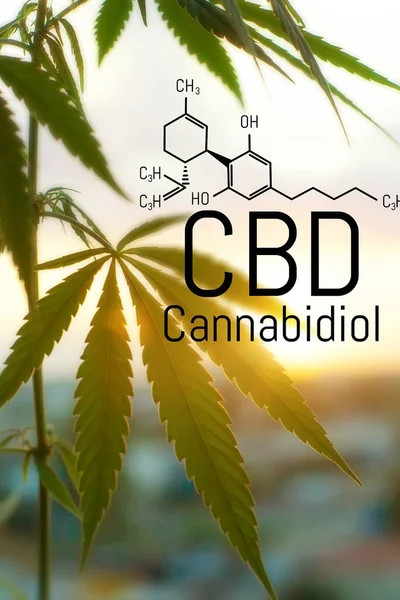 Pojem Cannabis jako univerzální lék, farmaceutický CBD Oil. — Stock fotografie