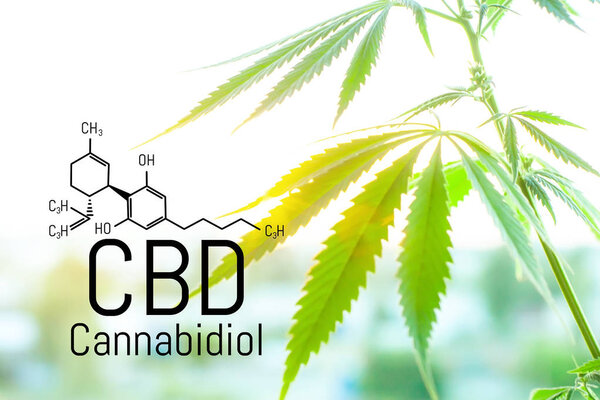 Cannabis concept as a universal remedy, pharmaceutical CBD oil. 