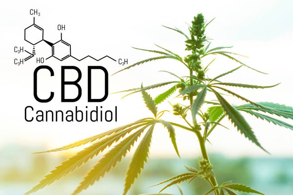 Cannabis concept as a universal remedy, pharmaceutical CBD oil. 