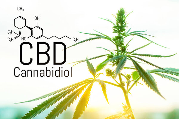 Cannabis concept as a universal remedy, pharmaceutical CBD oil. 