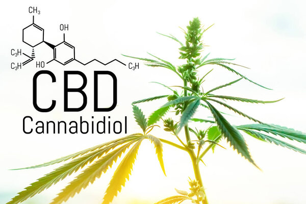 Cannabis concept as a universal remedy, pharmaceutical CBD oil. 