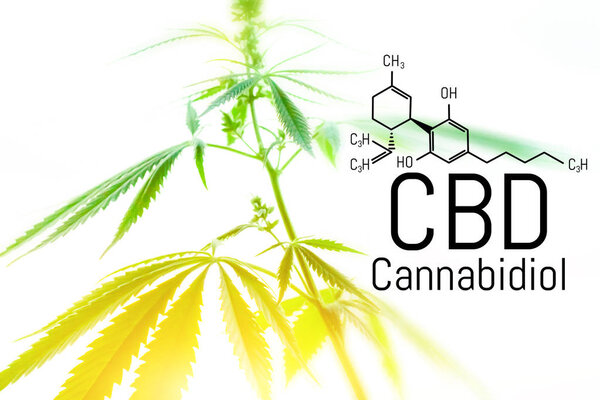 Cannabis concept as a universal remedy, pharmaceutical CBD oil. 