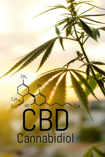Concepto de cannabis como remedio universal, aceite farmacéutico de CBD . — Foto de Stock