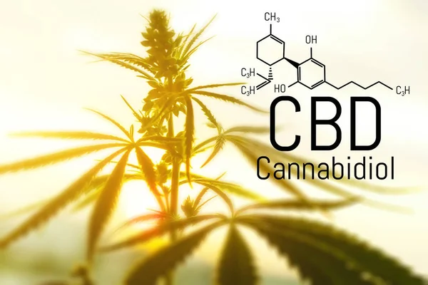 Pojem Cannabis jako univerzální lék, farmaceutický CBD Oil. — Stock fotografie