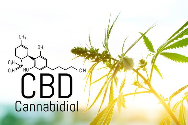 Cannabis concept as a universal remedy, pharmaceutical CBD oil. 