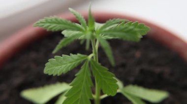 Fide marihuana bitkisi topraktan filizlenir ve yetişir. Evrensel bir çare olarak Esrar kavramı, ilaç Cbd yağı. Tıbbi amaçlar için marihuana kullanma kavramı. Kenevir organik ilaç ürün