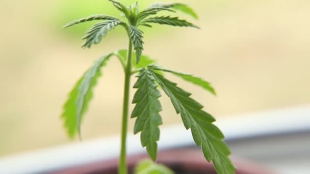 Pianta Piantina Germogli Marijuana Terra Cresce Concetto Cannabis Come Rimedio — Video Stock