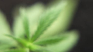 Filiz tıbbi kenevir bitkisi yerden filizlenir ve yetişir. Evrensel bir çare olarak Marihuana kavramı, ilaç Cbd yağı. Kenevir organik ilaç ürün