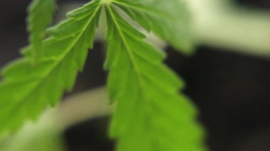 Yeşil kenevir fidesi yakın çekim, doğal koşullarda kenevir sapları. Evrensel bir çare olarak Esrar kavramı, ilaç Cbd yağı