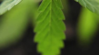 Filiz tıbbi kenevir bitkisi yerden filizlenir ve yetişir. Evrensel bir çare olarak Marihuana kavramı, ilaç Cbd yağı. Kenevir organik ilaç ürün