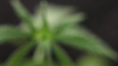 Yeşil kenevir fidesi yakın çekim, doğal koşullarda kenevir sapları. Evrensel bir çare olarak Esrar kavramı, ilaç Cbd yağı