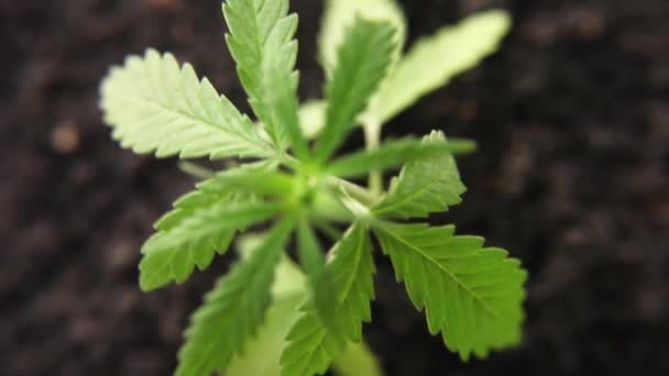 Green Cannabis Seedling Closeup Hemp Stalks Natural Conditions Marijuana Concept — Stock Video