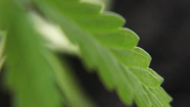 发芽医用大麻植物发芽从地面和增长 大麻概念作为一种普遍的补救措施 药物Cbd油 大麻有机医药产品 — 图库视频影像