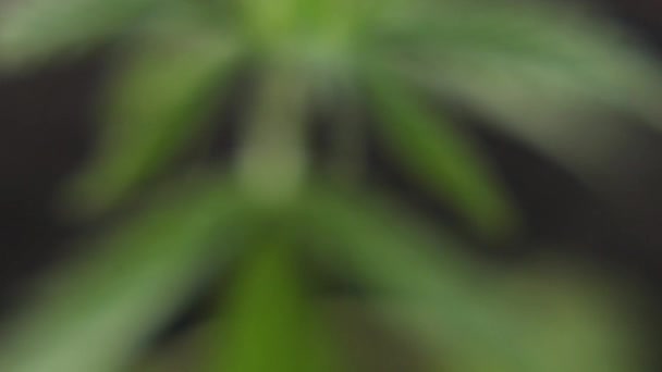 Sprießen Medizinische Cannabispflanzen Aus Dem Boden Und Wachsen Marihuana Konzept — Stockvideo