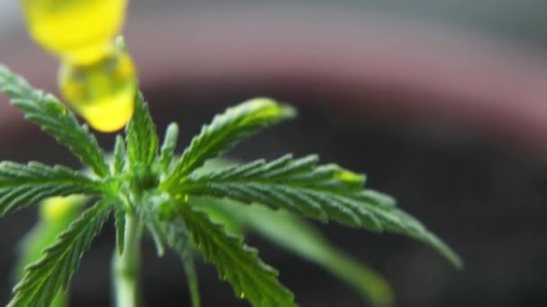 Marihuana Konzept Als Allheilmittel Pharmazeutisches Cbd Hanf Bio Medizinprodukt Medizinische — Stockvideo