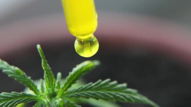 大麻概念作为一种普遍的补救措施 药物Cbd油 大麻有机药物产品 从地面发芽和生长的芽医用大麻植物 — 图库视频影像