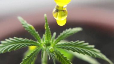 Cbd yağı damlacık makro yakın, biyolojik ve ekolojik kenevir bitkisel ilaç yağı cbd dosing. Esrar tıbbi esrar ürünü