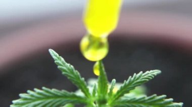 Cbd yağı damlacık makro yakın, biyolojik ve ekolojik kenevir bitkisel ilaç yağı cbd dosing. Esrar tıbbi esrar ürünü
