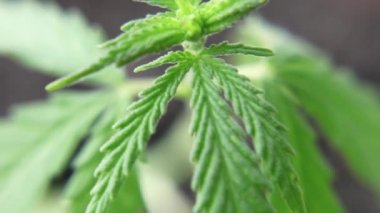 Kenevir fidesi yakın bir tencerede. Filiz kenevir kenevir bitkisi