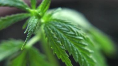 Kenevir fidesi yakın bir tencerede. Filiz kenevir kenevir bitkisi