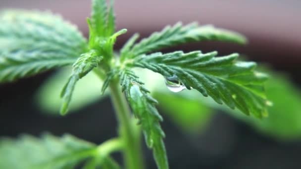 Makro Närbild Dropp Cbd Olja Dosering Biologiska Och Ekologiska Hampa — Stockvideo