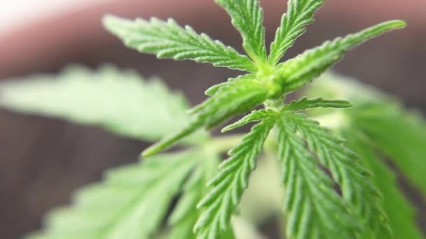 Semis Cannabis Dans Pot Proximité Germe Chanvre Cannabis Plante — Video