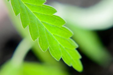 Kenevirin yeşil yaprağı makroyu kapatır. Lega için temalı fotoğraf