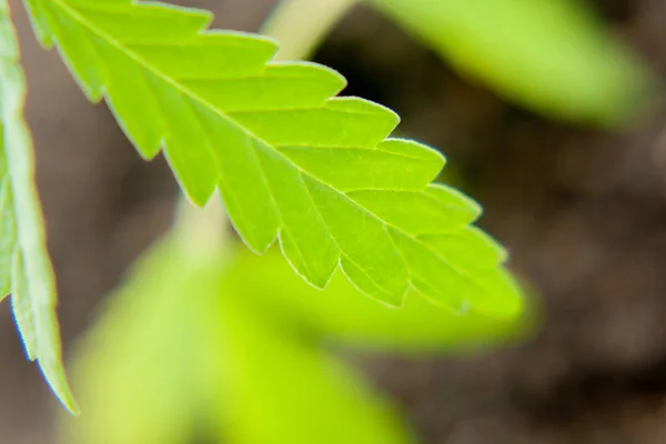 Grüne Blatt von Cannabis aus der Nähe Makro. Themenfoto für die Lega — Stockfoto