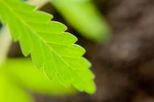 Hoja verde de cannabis cerrar macro. Foto temática para la lega —  Fotos de Stock