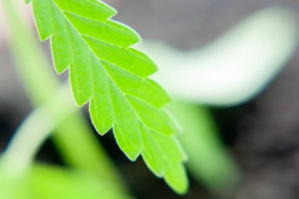 Cannabis-Setzling, von Hanfbauern angebaut, um anders zu produzieren — Stockfoto