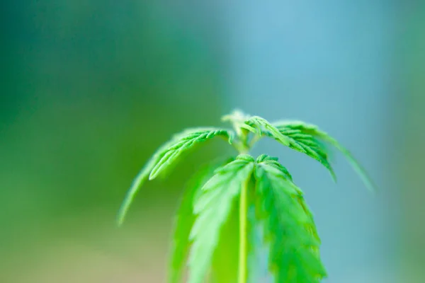Liten planta av cannabisplantor vid vegetations stadiet pla — Stockfoto